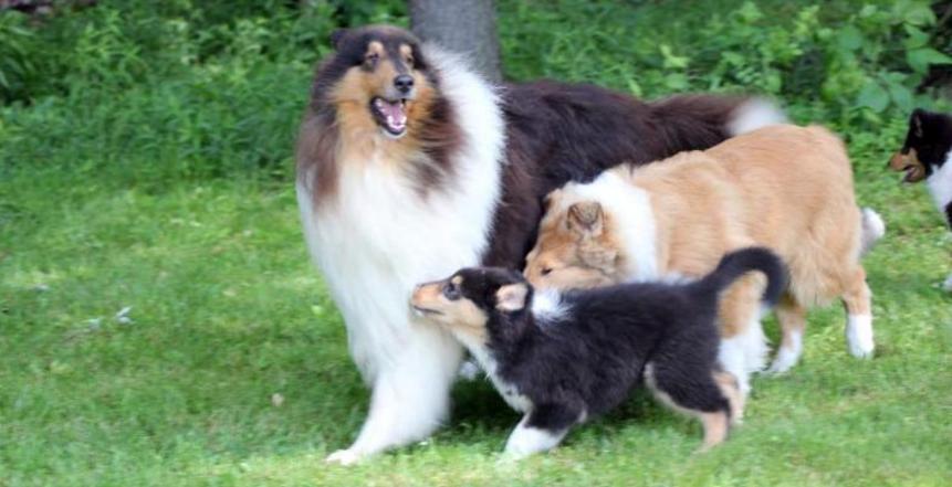 collie puppies for sale